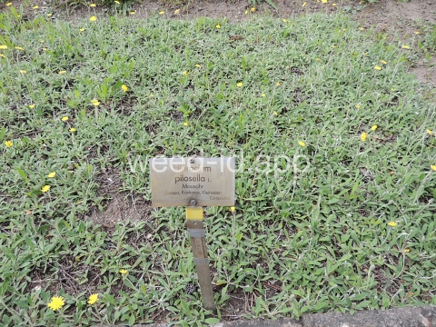 hawkweed, mouseear